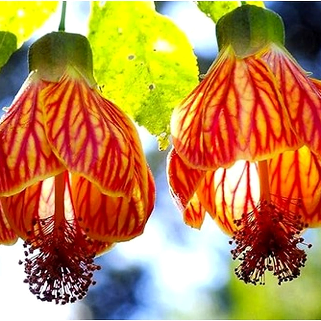 Abutilon Abutilon Hybridum Flower For Planting In Backyard Garden Or Patio Pots Flower Seeds for [neera-v5-6547c41cb8ef866287f4]