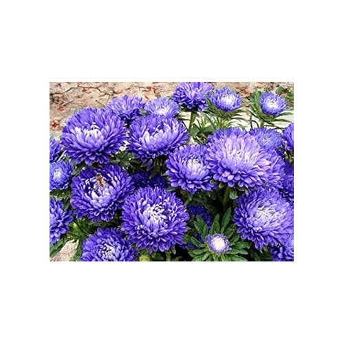 Blue White Aster Flower Seeds for Planting [neera-v5-654bf6a4fb2d21f27d6c]