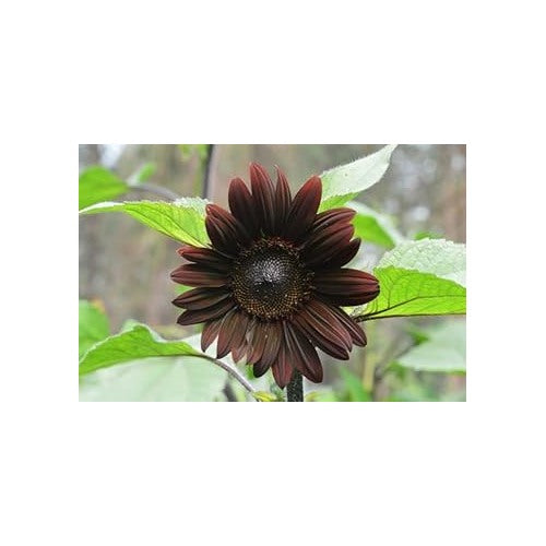 Chocolate Sunflower Seeds for Planting [neera-v5-6552a5746d067cd5aad1]