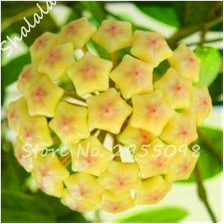 Organic Heirloom Yellow Hoya Flower Seeds for Planting [neera-v5-6553481f98d2d609aef3]