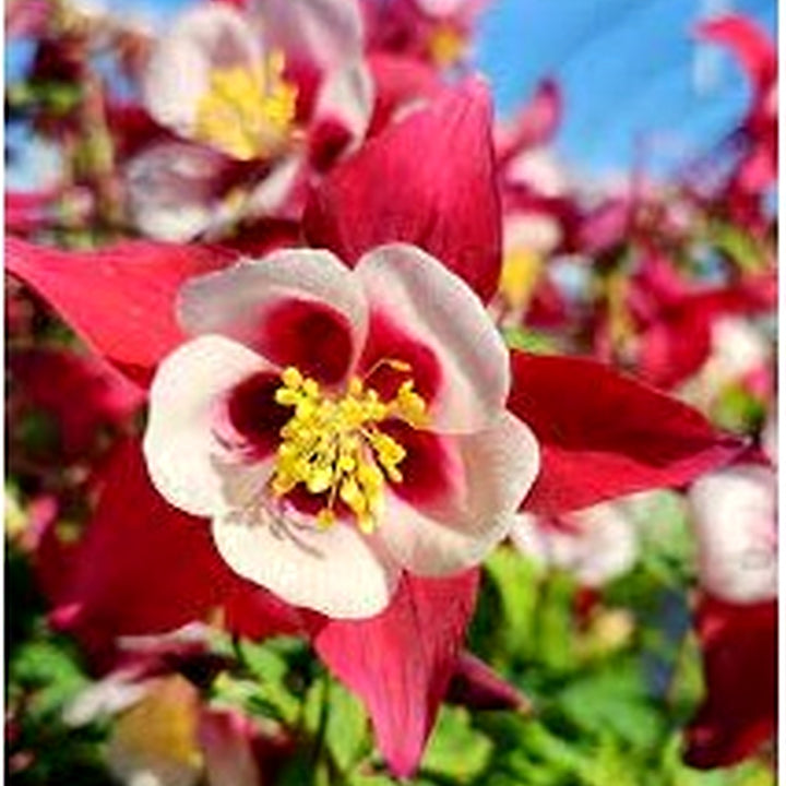 White &amp; Red Aquilegia Heirloom Non-GMO Seeds for Planting [neera-v5-65555cfa8dc12f7ddc8e]
