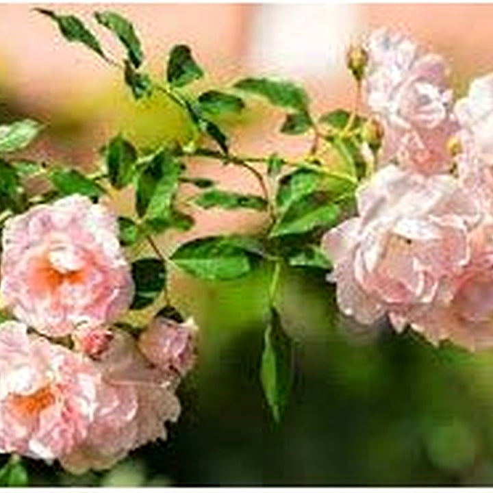 Pink Dawn Rose Plant Seeds for Planting Non-GMO Heirloom Garden Seeds for Growing Beautiful Flowers [neera-v5-655d449e5fb731362c6a]
