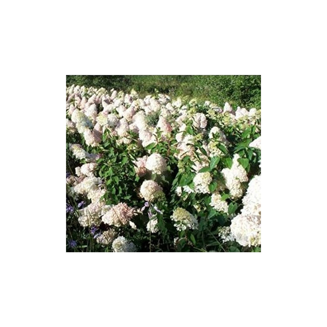 Hydrangea Hydrangea Paniculata Vanilla Strawberry Flower For Planting Suitable For Bonsai Or Tree [neera-v5-656186441b057d4b7e51]