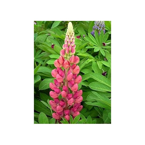 Heirloom Non-GMO Thick Pink Lupine Flower Seeds for Garden Planting [neera-v5-6566f9000b63f2c59ab5]