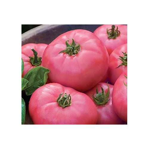 Pink Tomato Seeds for Planting [neera-v5-656d3a3941ca1a5c2bad]