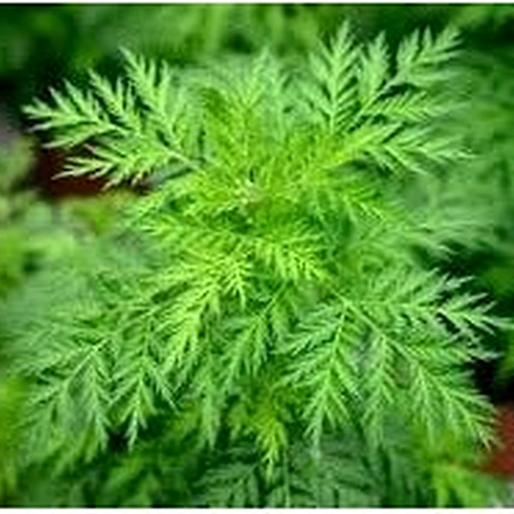 Sweet Annie Plant Seeds [neera-v5-65789d5636217eb6dd11]