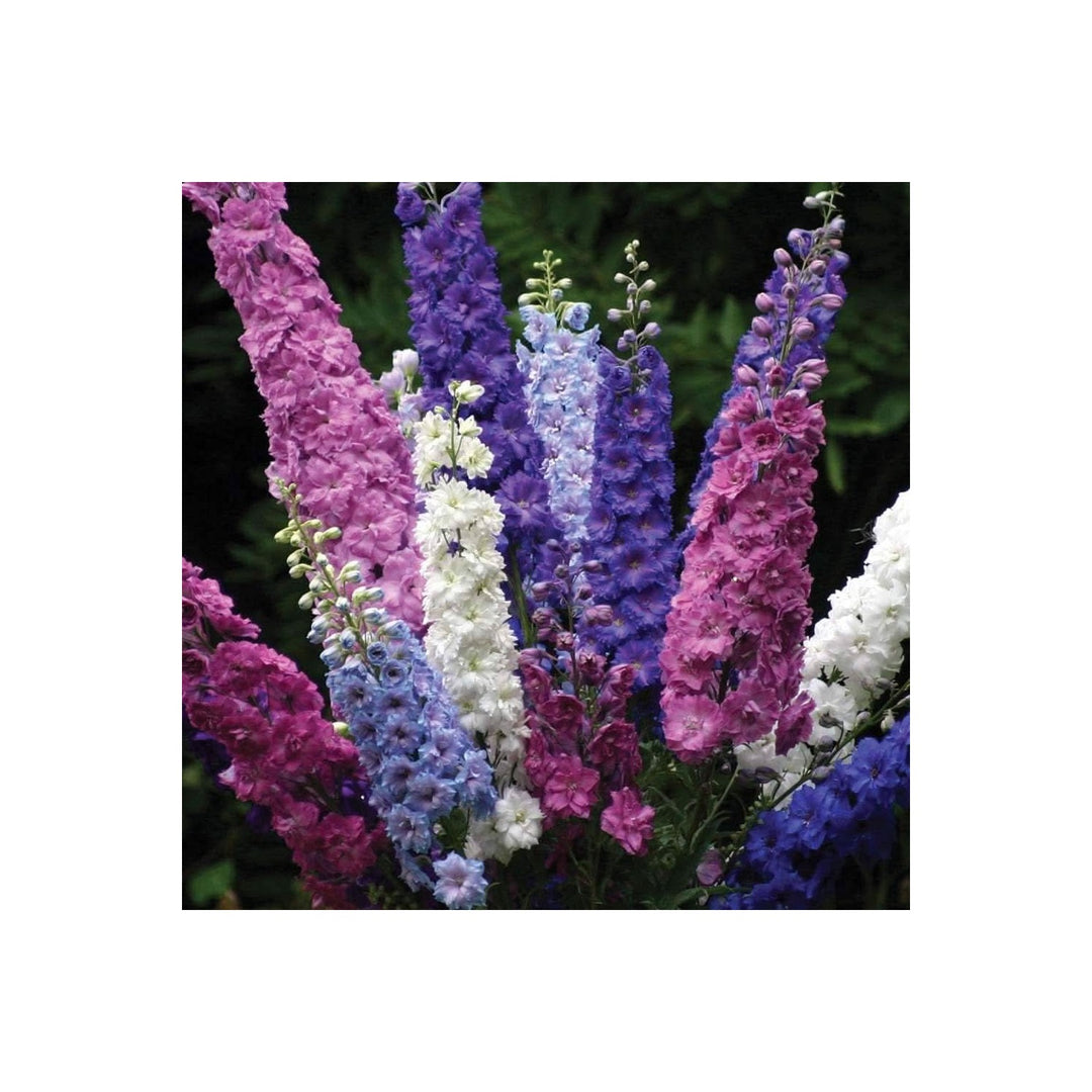 Delphinium Beautiful Flower Garden Plant Flower Seeds for Home Garden Planting, Fragrant Organic [neera-v5-658e62440dab8954c84e]