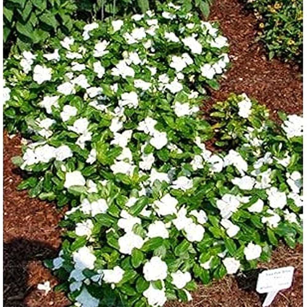 Heirloom Non-GMO White Periwinkle Flower Seeds for Elegant Low-Maintenance Garden Planting [neera-v5-65a07aacfb151b8628aa]