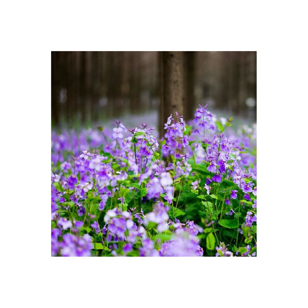 Purple Heirloom Non Gmo Orychophragmus Flower For Planting Delicate Spring Garden Blooms Flower [neera-v5-65b42d46f0bc9171bcd3]