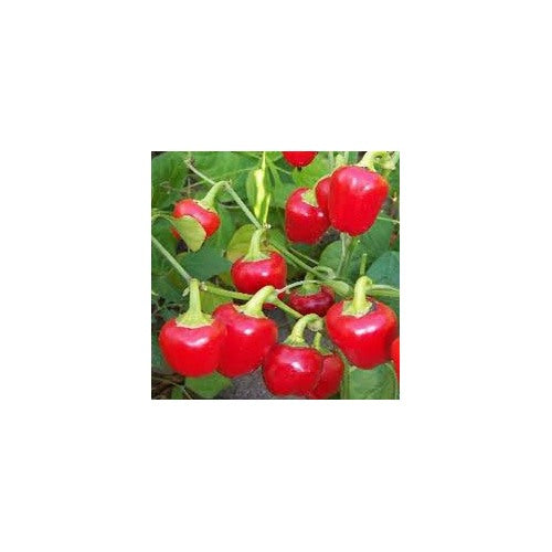 Red Mini Bell Pepper Seeds for Planting [neera-v5-65b7b3a9a3a332d14c6b]