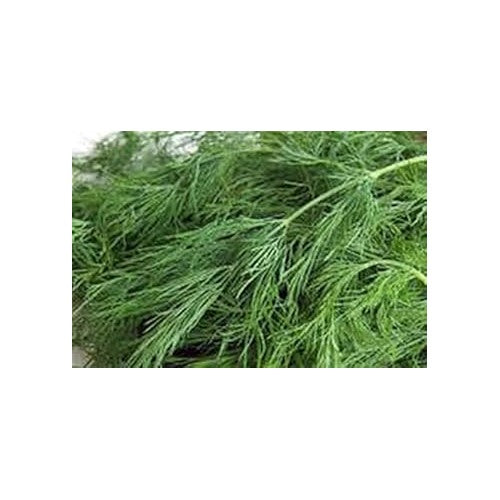 Brown Dill Grain Plant Seeds for Planting [neera-v5-65c5c69f9c5dcbaa8559]
