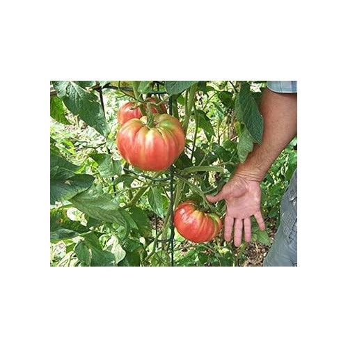 Heirloom Red Tomato Seeds for Planting [neera-v5-65d53d8f1e219fd49bdd]