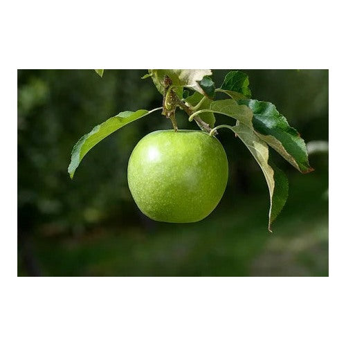 Granny Smith Apple Seeds for Garden Planting [neera-v5-65e77a0c246e68b4d109]