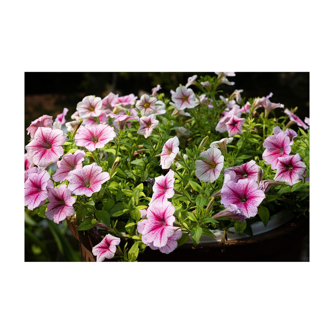 Pink White Petunia Flower Planting Heirloom Non Gmo Easy To Grow Garden Blooms Flower Seeds [neera-v5-65ed217b081689c50b41]