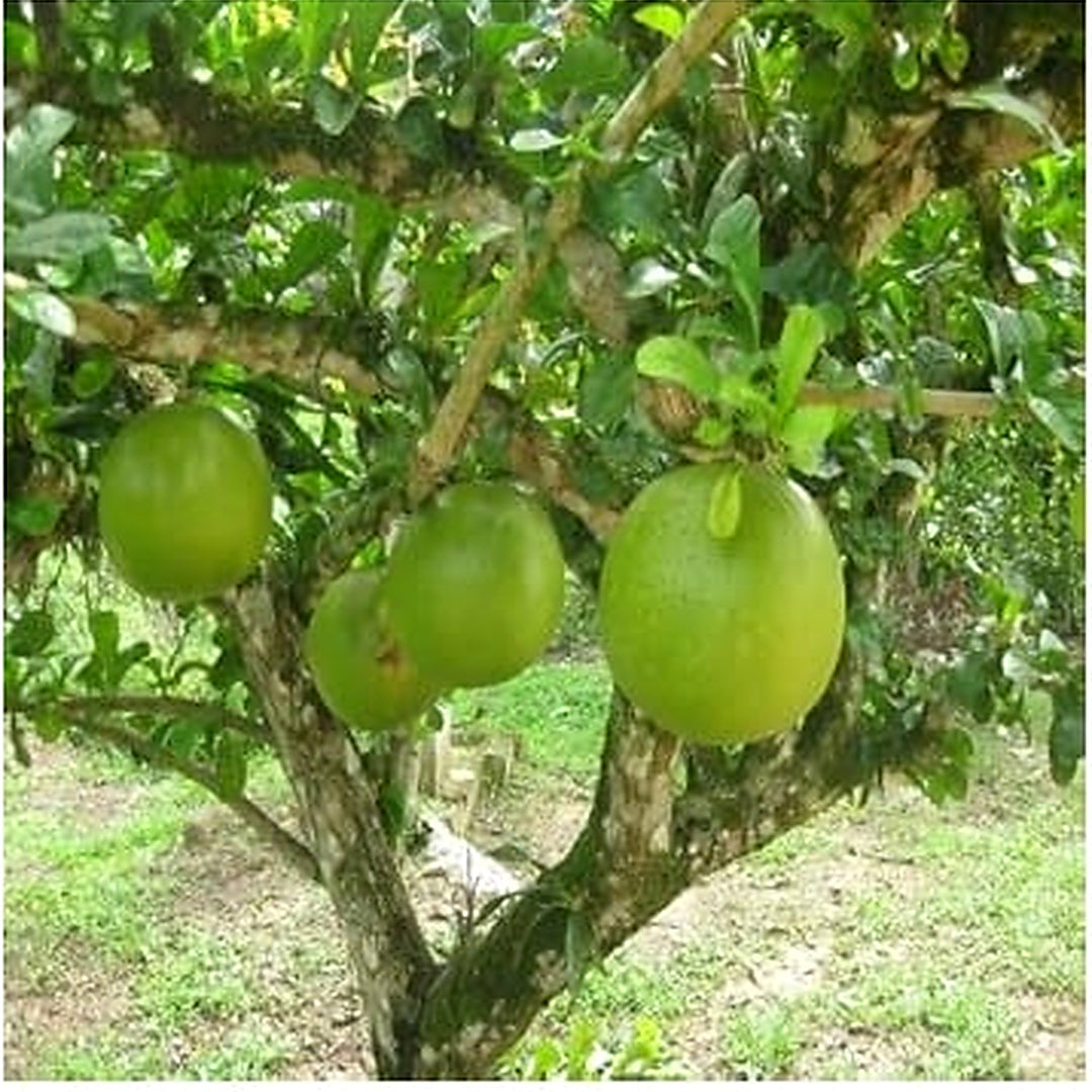 Crescentia Alata Fruit Seeds for Planting [neera-v5-65f9587fee60aba9682e]