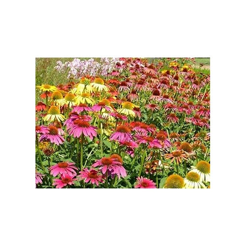 Green Coneflower Seeds [neera-v5-6602af8cbda2644df733]