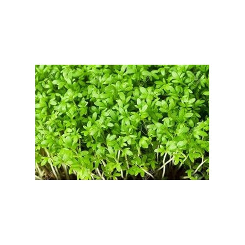 Heirloom Lime Green Rock Cress Flower Seeds for Planting [neera-v5-66042f9b65cd97e3e64e]