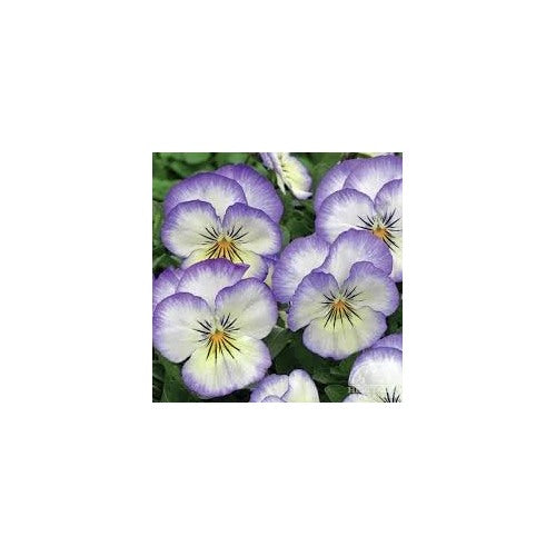 Heirloom Pansy Heartsease Flower Seeds for Planting [neera-v5-66061d62b1a225964b52]