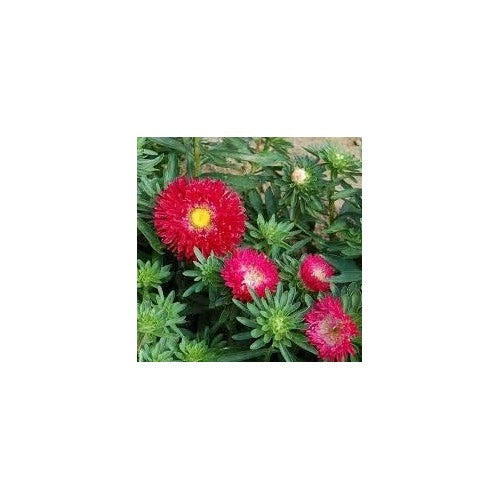 White Maroon Aster Flower Seeds [neera-v5-660baec2df3853705139]