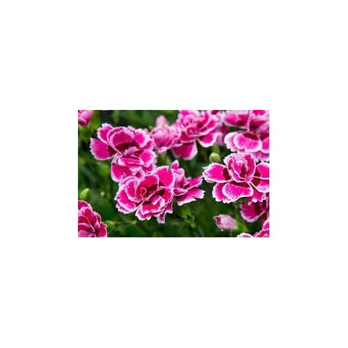 Rose Mix Dianthus Flower Seeds [neera-v5-6616f7cf44e8d7f45981]