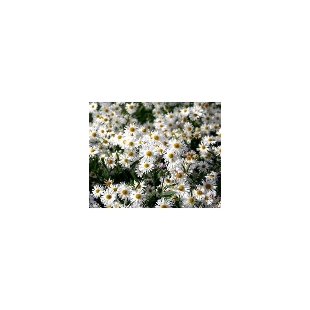 Heirloom Non Gmo Boltonia Asteroides Flower Perennial Daisy Flower For Planting Flower Seeds for [neera-v5-661f33382036d8448468]