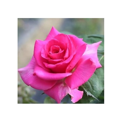 Pink Dragon Rose Plant Seeds for Planting Non-GMO Heirloom Garden Seeds Perfect for Home and Outdoor Gardening [neera-v5-662238f4b391cb9fdd47]