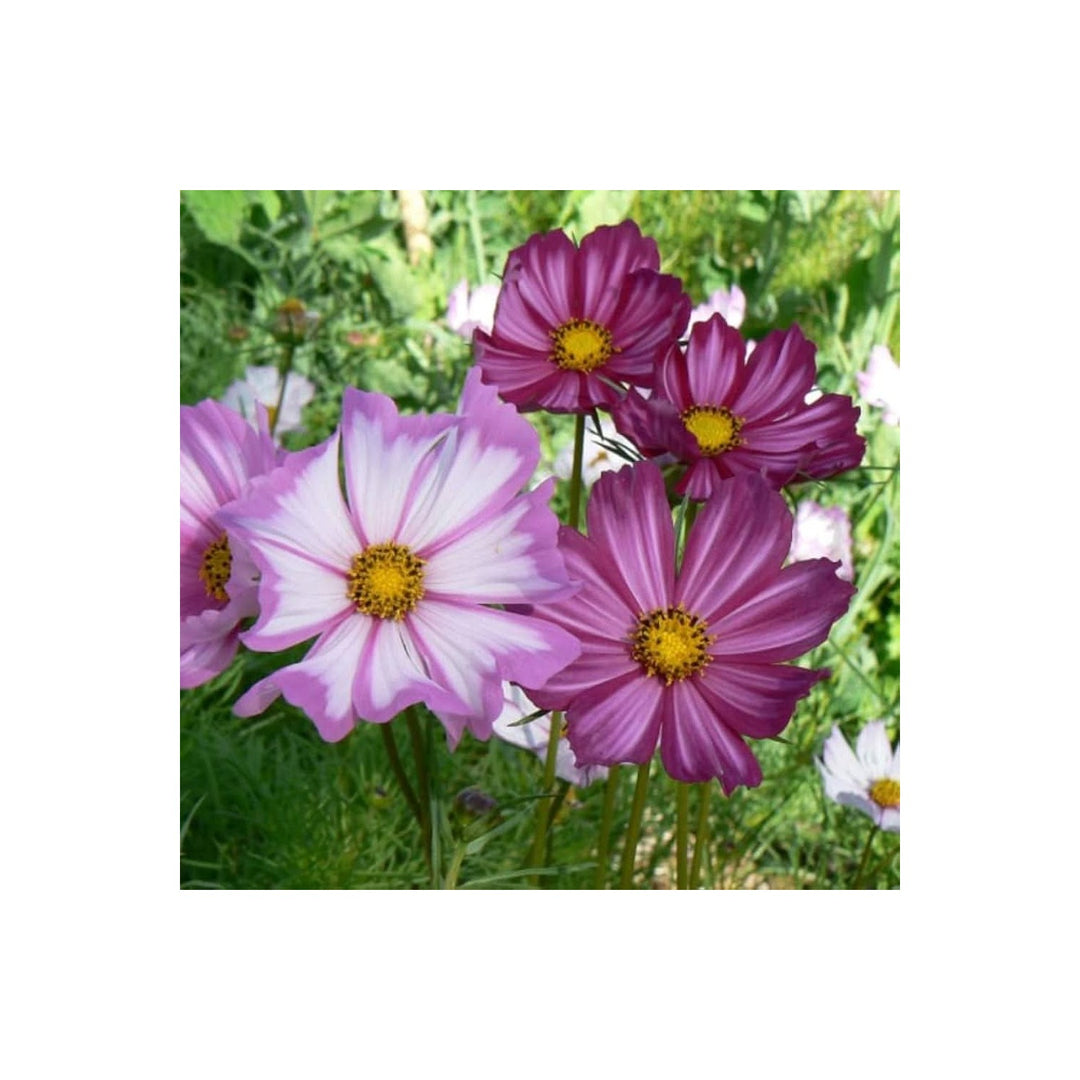 Cosmos Picotee Mixed Colors Flower Flower Seeds for Home Garden Planting, Premium Organic Blooming [neera-v5-662733ff54f319265d07]