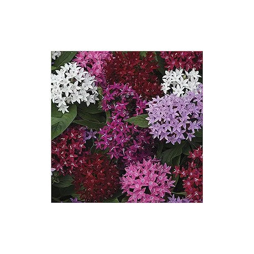 Pentas Flower For Planting Flower Seeds for Home Garden Planting, Premium Organic Blooming [neera-v5-66286996e619a11c7f5a]