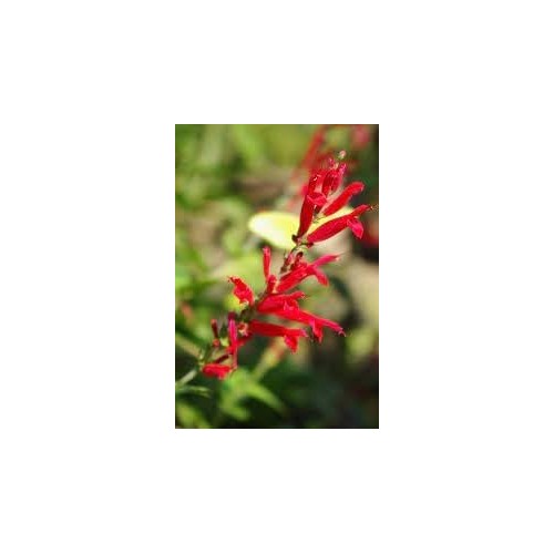 Pineapple Sage Flower Seeds for Planting [neera-v5-66381084636920125c0b]
