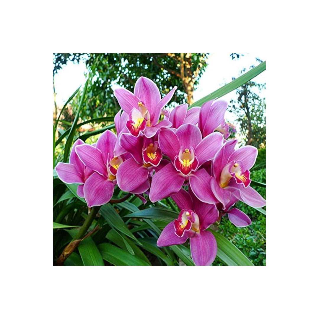 Cymbidium Faberi Elegant Ornamental Flower Flower Seeds for Home Garden Planting, Premium Organic [neera-v5-663c6ce34afc3b361aa4]