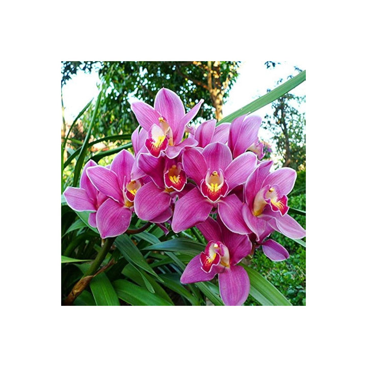 Cymbidium Faberi Elegant Ornamental Flower Flower Seeds for Home Garden Planting, Premium Organic [neera-v5-663c6ce34afc3b361aa4]