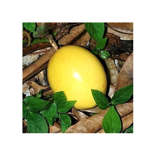 Passion Fruit Seeds for Planting [neera-v5-6644224b36e50502923f]