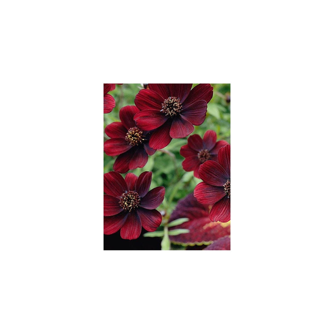 Black Cosmos Magic Cosmos Atrosanguineus Flower For Planting In Home Garden Or Pollinator Friendly [neera-v5-664e3e37f16cf09bdeda]