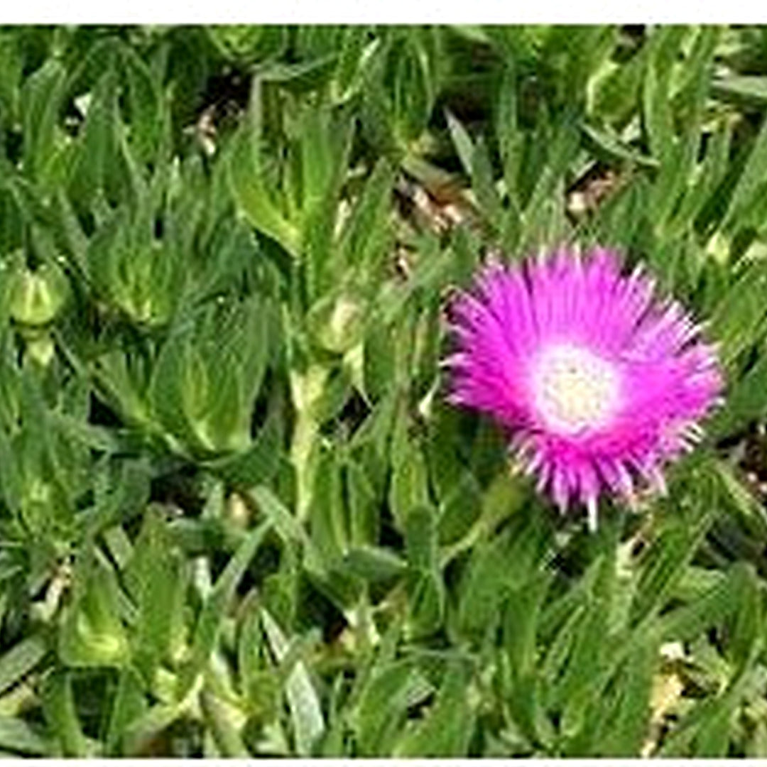 Native Pigface Flower Heirloom Non Gmo For Coastal And Drought Garden Planting Flower Seeds for [neera-v5-6655ea2cde75d9a9069d]