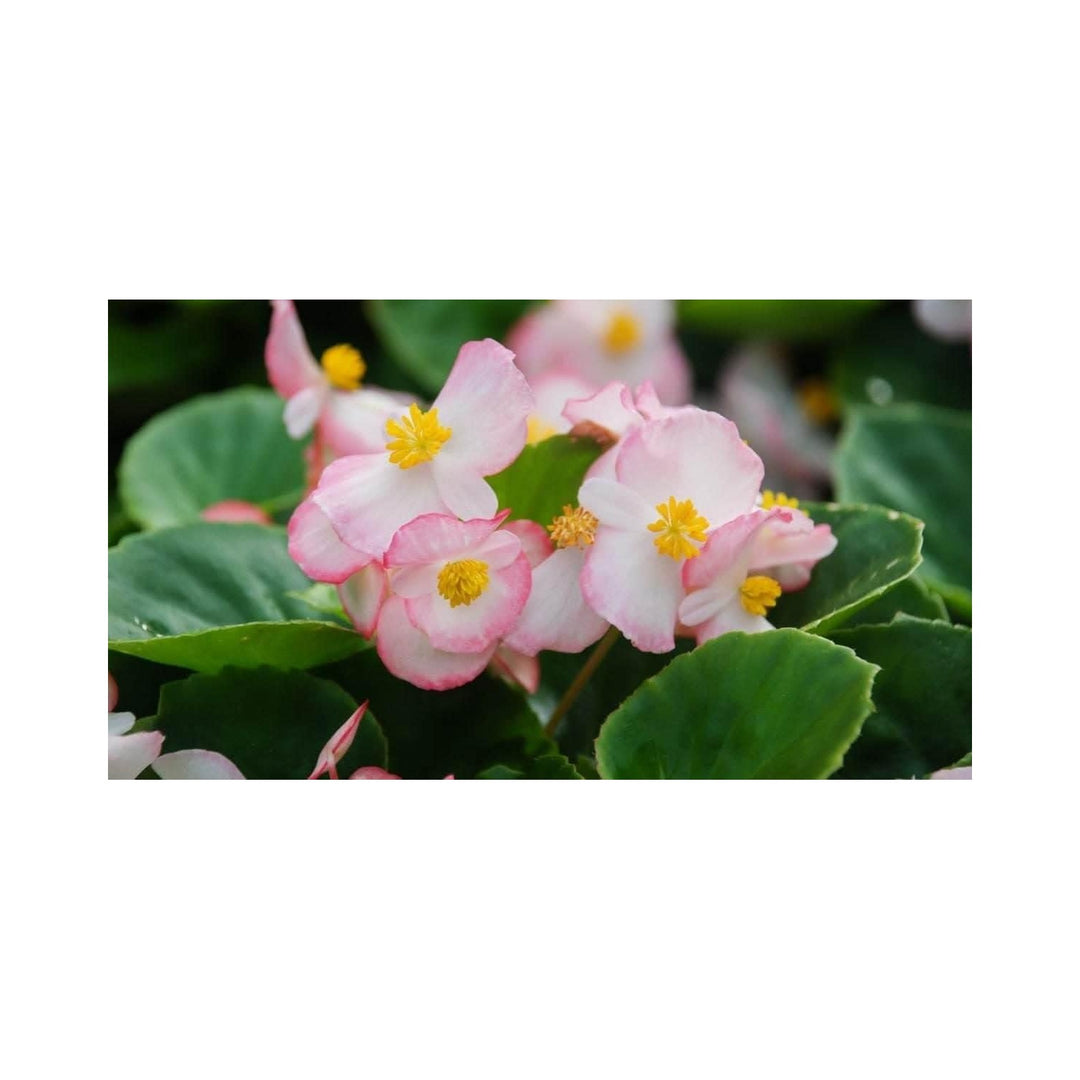 Pink White Begonia Flower Heirloom Non Gmo For Planting Beautiful Garden Blooms Flower Seeds for [neera-v5-6657a77c726c224c7d8c]
