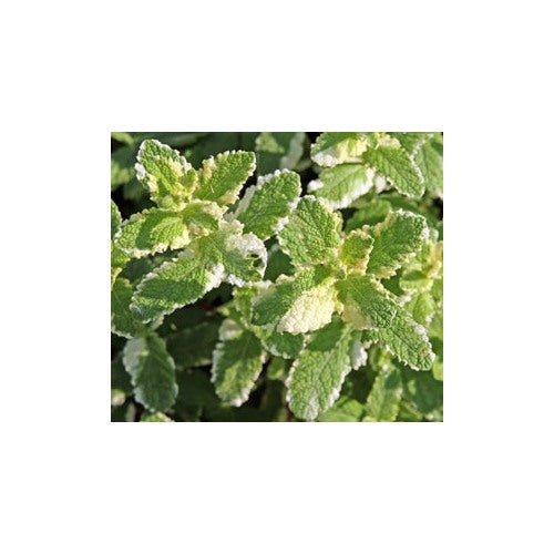 Variegated Pineapple Peppermint Plant Seeds [neera-v5-6661e352a88e88a7d8af]