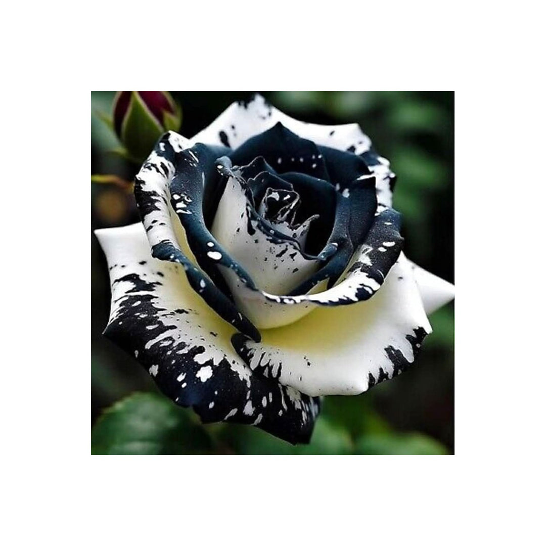 White Black Rosa Edge Rose Flower For Planting In Garden And Landscapes Flower Seeds for Home [neera-v5-666cdc98093fdf397996]