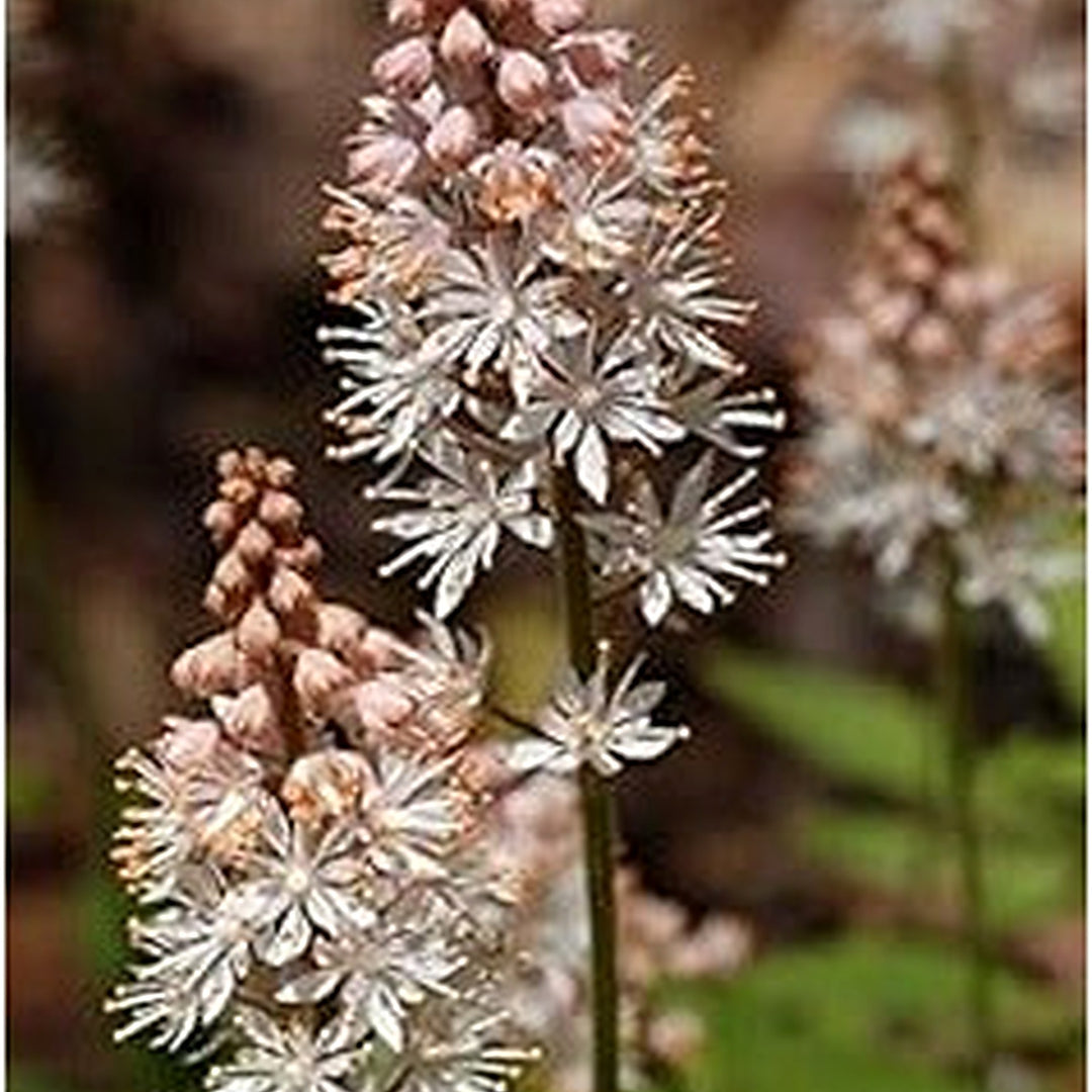 Heirloom Non-GMO Pink White Tiarella Flower Seeds for Planting [neera-v5-6679ab50e3123e172303]