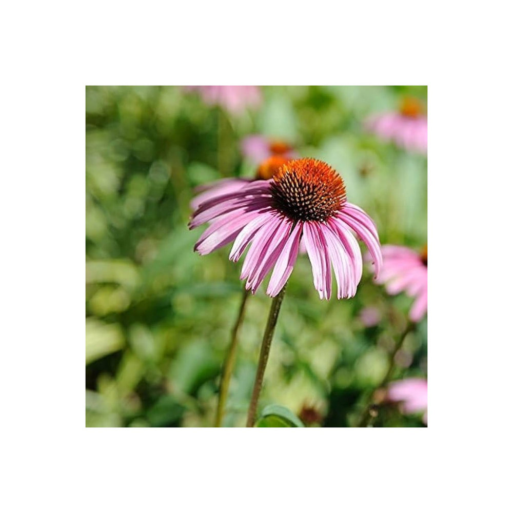 Purple Coneflower Echinacea Purpurea Flower For Planting In Home Gardens Flower Seeds for Home [neera-v5-668a200a743d0199e873]