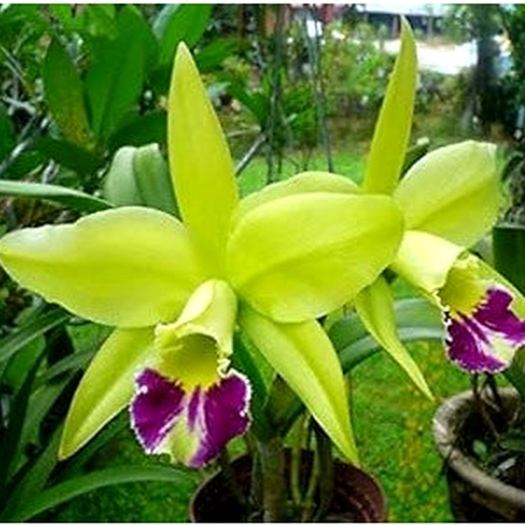 Organic Heirloom Light Green Cattleya Orchid Seeds for Planting [neera-v5-6693789815913b655711]