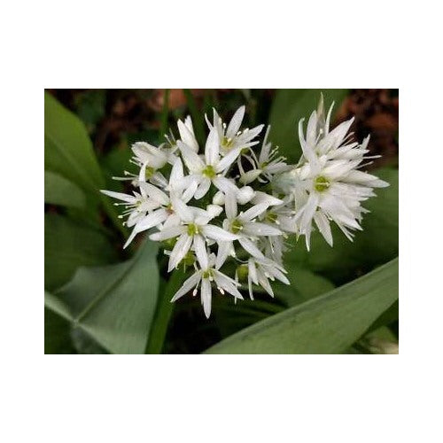 Allium Ursinum Planting Wild Garlic Non Gmo Garden Heirloom Flower Seeds Home Garden [neera-v5-66955630b00fb4119858]