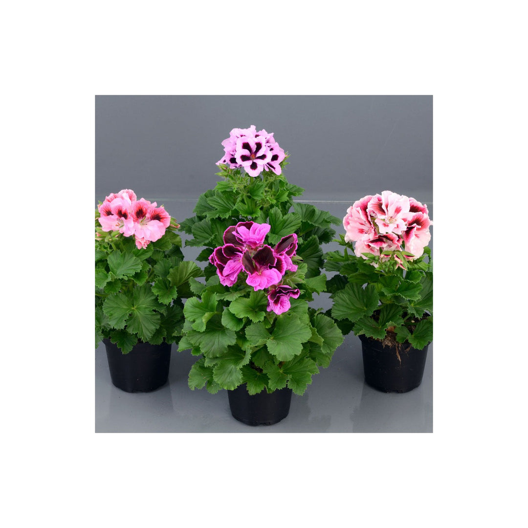 Red Geranium Pelargonium Hortorum Saturn Flare Flower For Planting In Backyard Garden Or Patio [neera-v5-669597b13084733ef473]