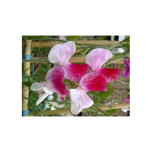 Heirloom Non-GMO Pink Sweet Pea Flower Seeds [neera-v5-6695c86c9e8254fd812c]