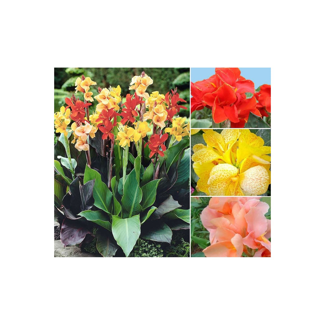 Mixed Cane Lily Bonsai Flower For Exotic Perennial Home Garden Growing Flower Seeds for Home Garden [neera-v5-66966cc22bed85691afa]