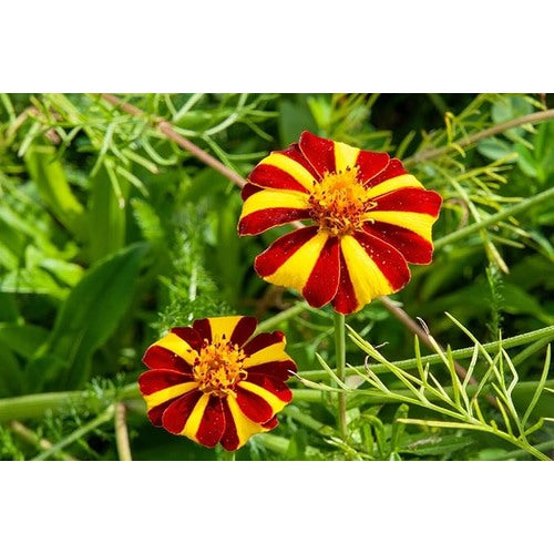 Heirloom Non-GMO Marigold Jester Flower Seeds for Planting [neera-v5-669ac78883314819cddb]