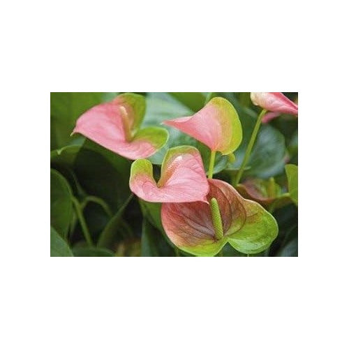 Green Light Pink Anthurium Seeds for Planting [neera-v5-669c79b5874549a3a804]
