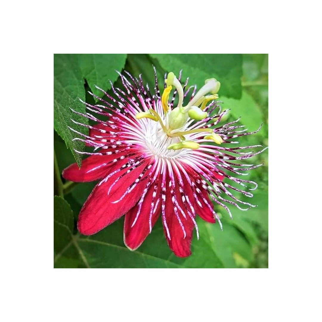 Red Organic Heirloom Passion Flower Non Gmo Exotic Climbing For Planting Flower Seeds for Home [neera-v5-66b8ef85747f07622e2d]