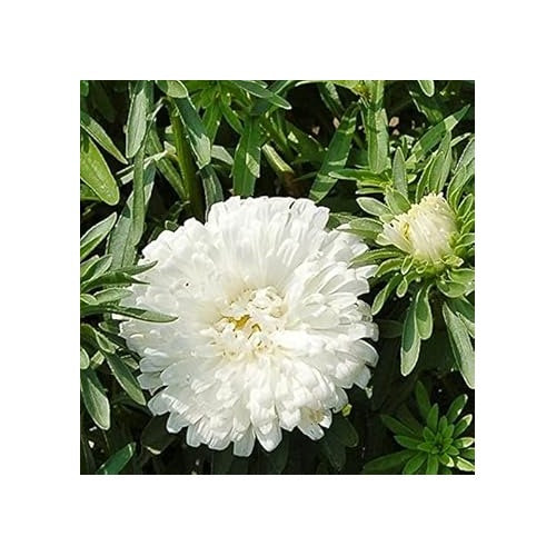 White Aster Flower Seeds for Planting [neera-v5-66b942f00df8cb2b4185]