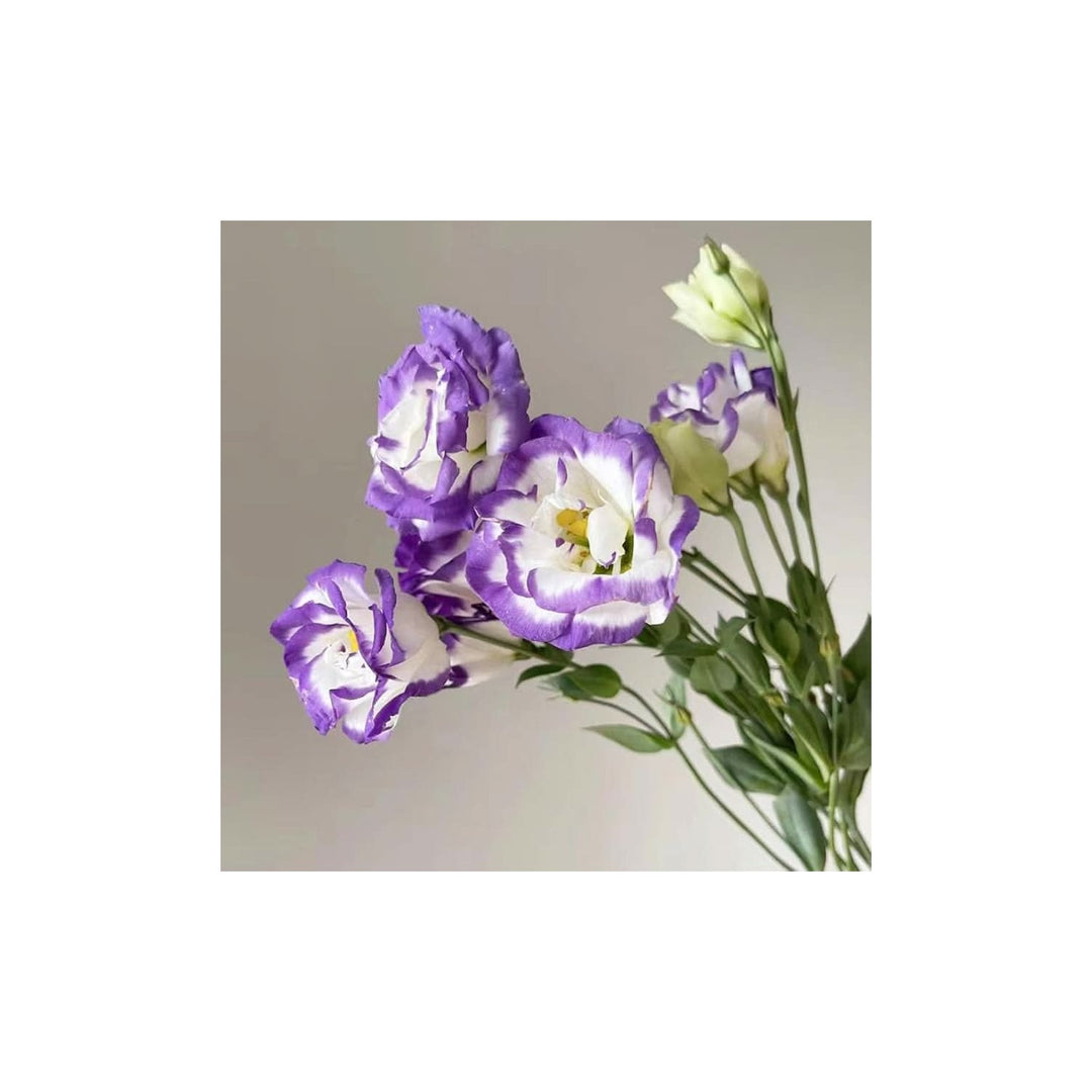 Eustoma Lisianthus Multi Color Flower Flower Seeds for Home Garden Planting, Colorful Organic [neera-v5-66c668801a65be08121d]