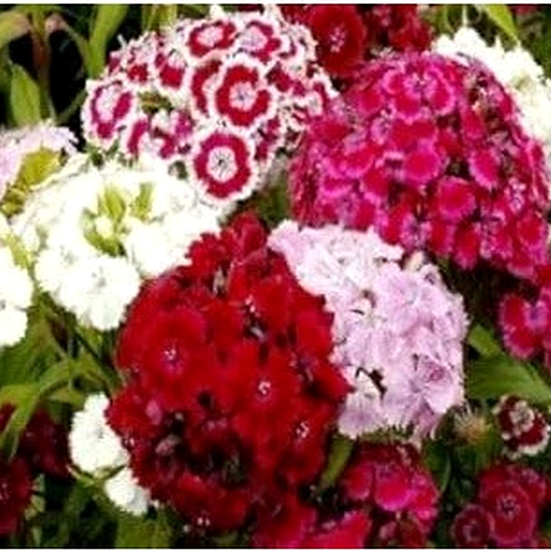 Mixed Barbatus Flower For Planting Flower Seeds for Home Garden Planting, Landscape Organic [neera-v5-66cc0ac0f7085fe8f779]